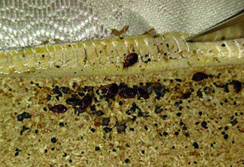  bedwantsen-in-huis-herkennen